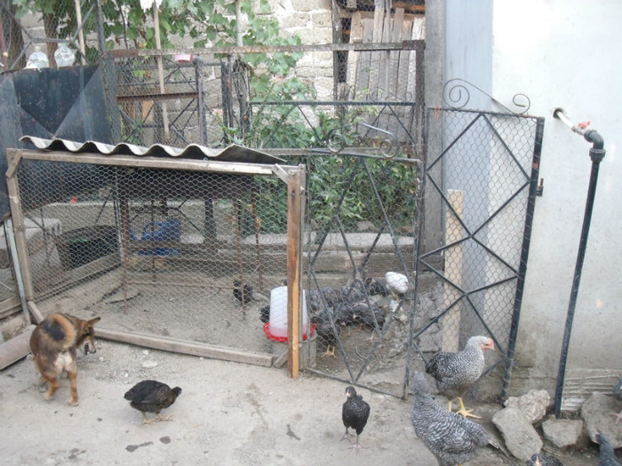 Picture 060 - gradina 2012