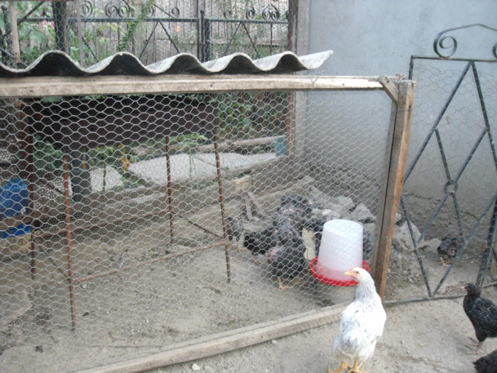 Picture 061 - gradina 2012