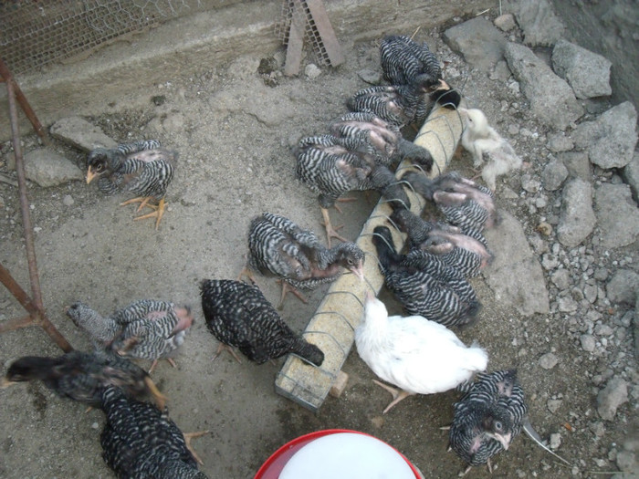 Picture 062 - gradina 2012