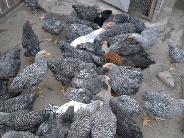 Picture 063 - gradina 2012