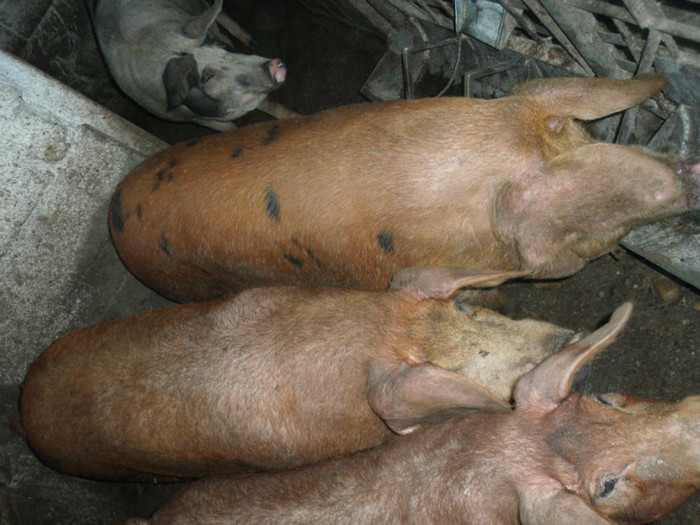 Picture 075 - gradina 2012