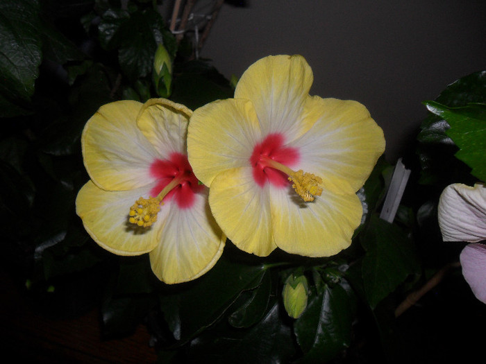 Hibiscus Amanda Dubin