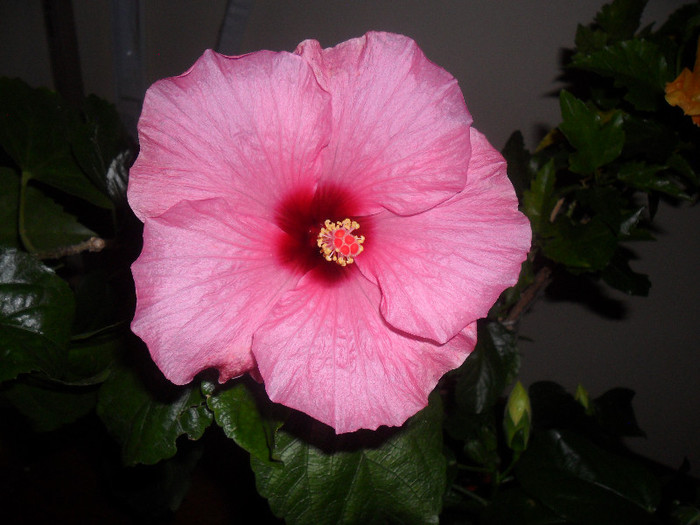 Hibiscus Long Life