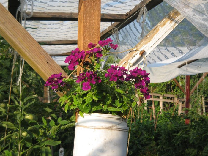 Verbina, august 2012 - Gradina 2012