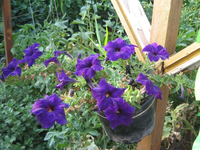 Petunii, august 2012 - Gradina 2012