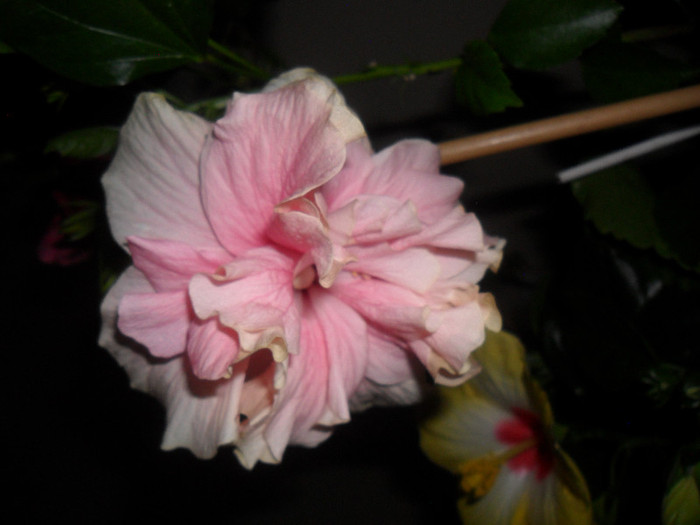 Hibiscus Clasic Pinky Pall