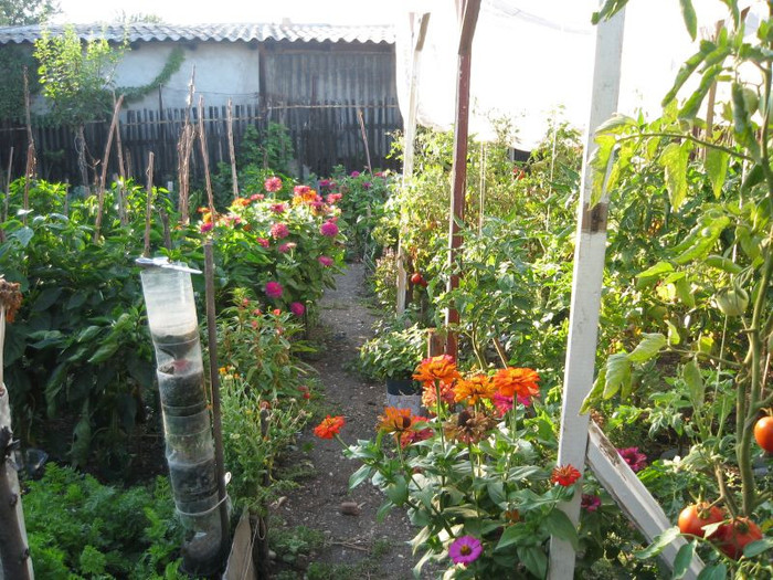Gradina august 2012
