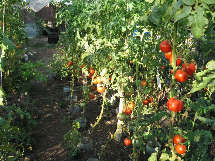 Rosii Naslada F1, august 2012
