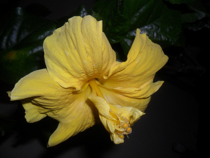 Hibiscus Senegal