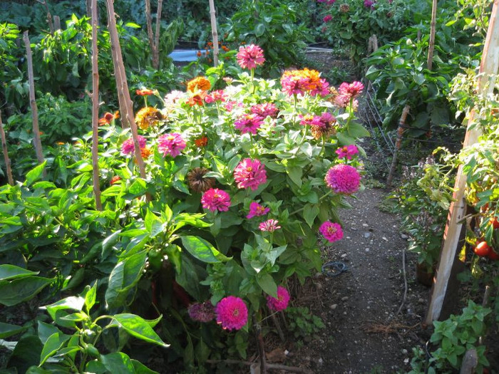Gradina august 2012