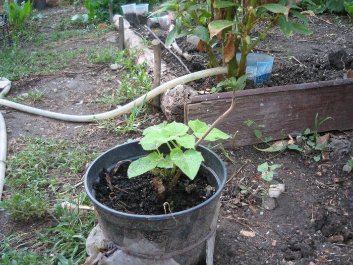 Paulownia ,august 2012 - Gradina 2012