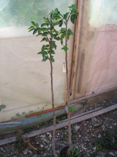 Kaky, august 2012 - Gradina 2012