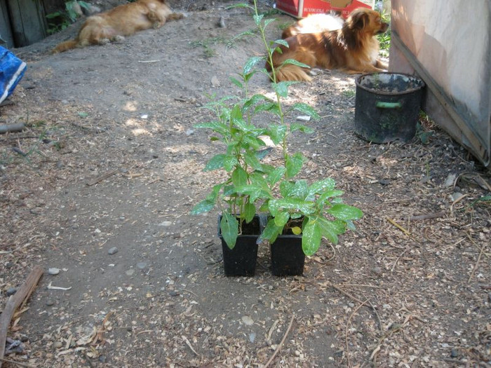 Goji,august 2012 - Gradina 2012