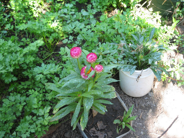 Imortele, august 2012 - Gradina 2012