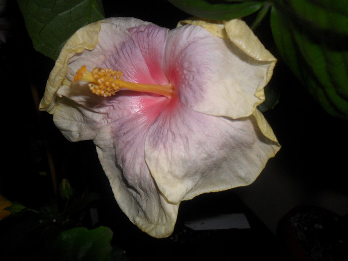 Hibiscus Tahitian Lavander Pastel