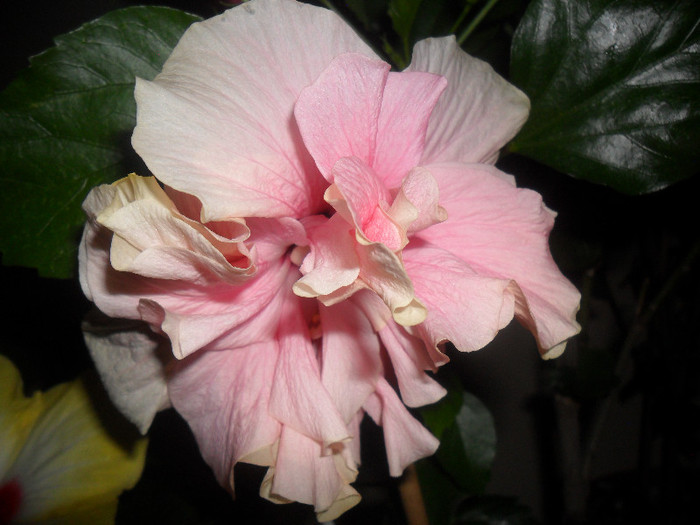 Hibisccus Clasic Pinky Pal