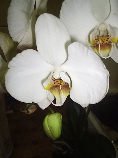 22.08.2012 - Phalaenopsis