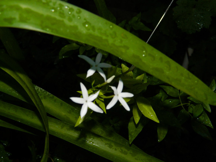 DSCN8501