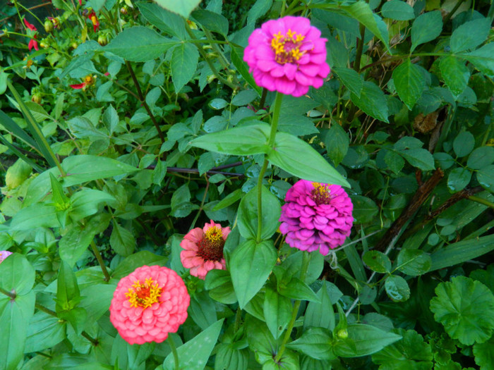 DSCN8517