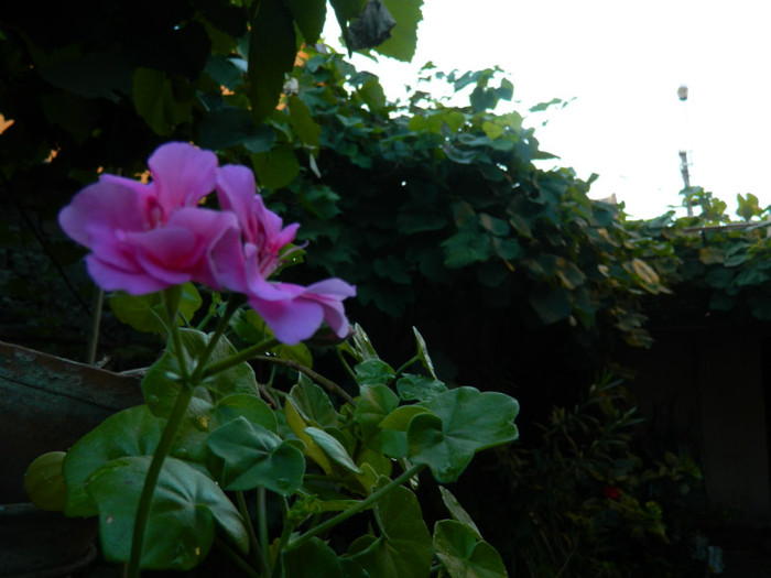 DSCN8518
