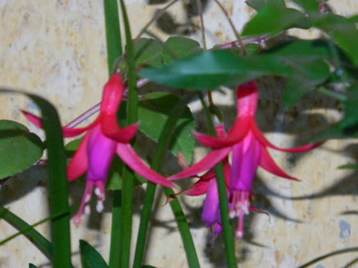 DSCN8520