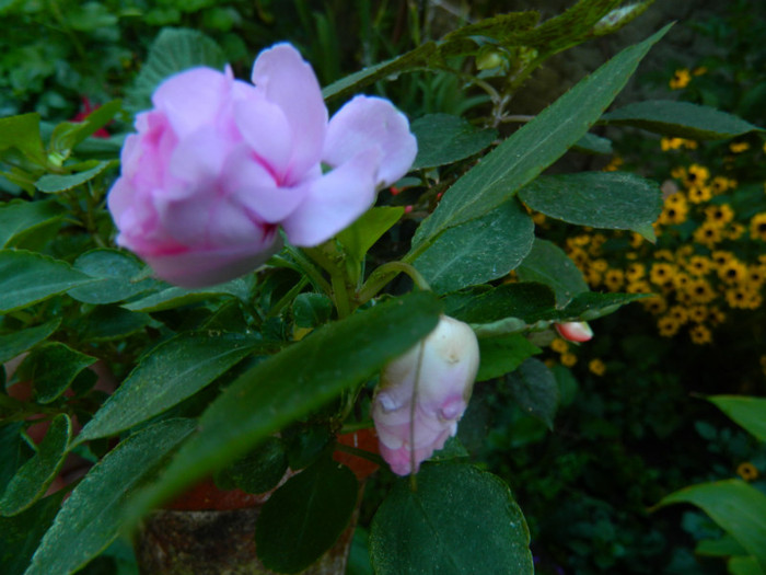 DSCN8523
