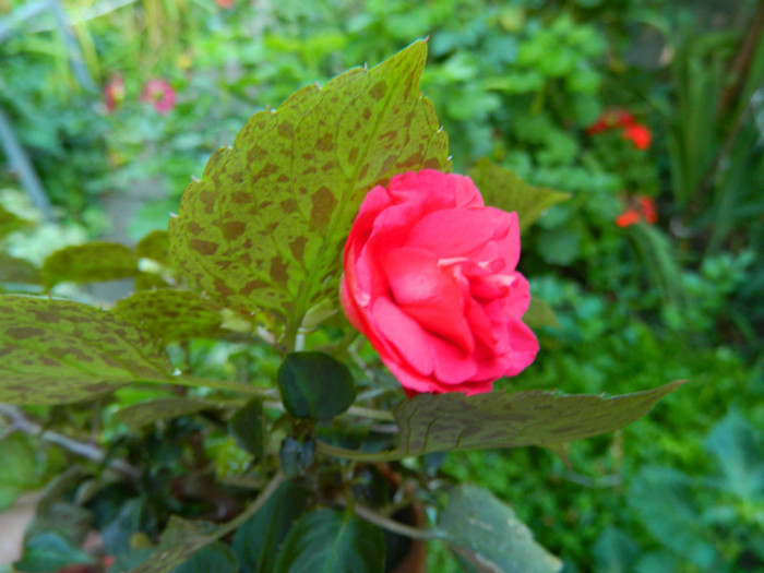 DSCN8524
