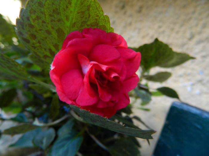 DSCN8535