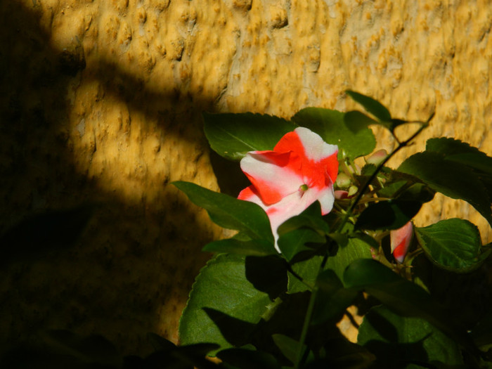 DSCN8536