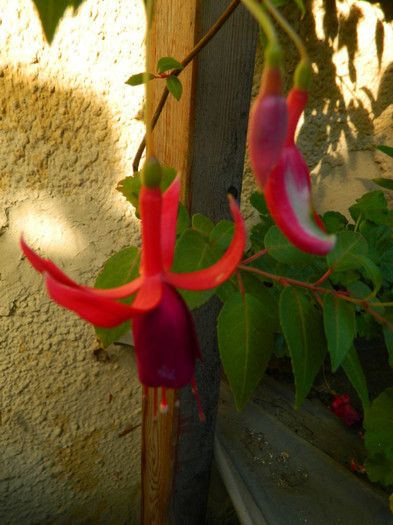 DSCN8539