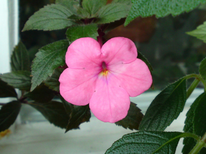 Cascade Fashionable Pink - Achimenes 2