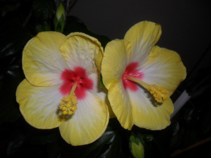 Hibiscus Amanda Dubin