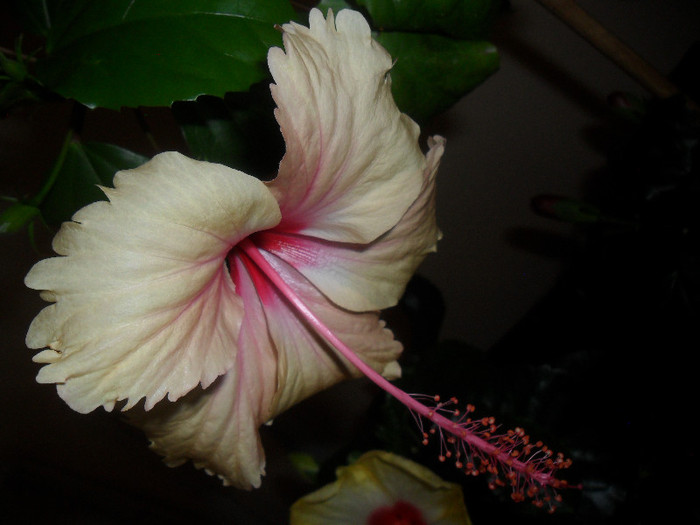 Hibiscus Rowenas Weeding