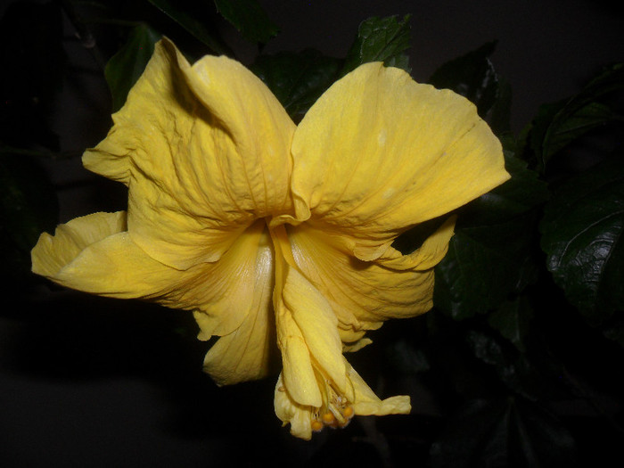 Hibiscus Senegal