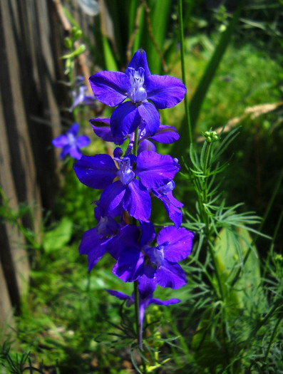 Nemtisor - Gradina 2012