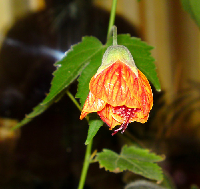 Abutilon - Flori balcon