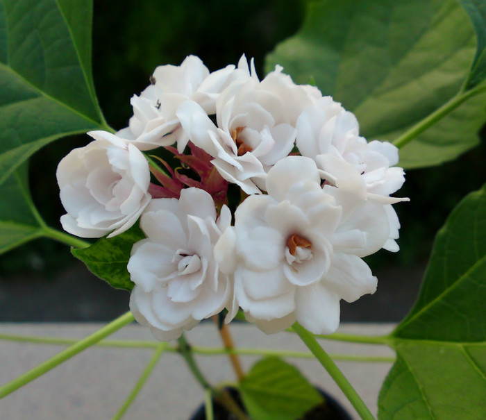 Clerodendrum philippinum - Flori balcon