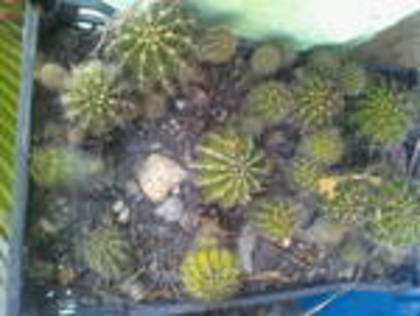 colonie de cactusi