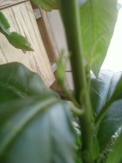 23 august 2012-flori 004 - august 2012-flori