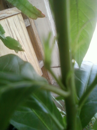 23 august 2012-flori 005 - august 2012-flori