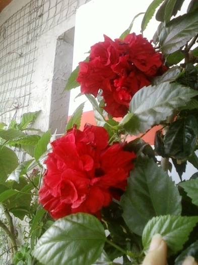 23 august 2012-flori 007 - august 2012-flori