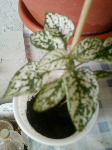 23 august 2012-flori 013 - august 2012-flori