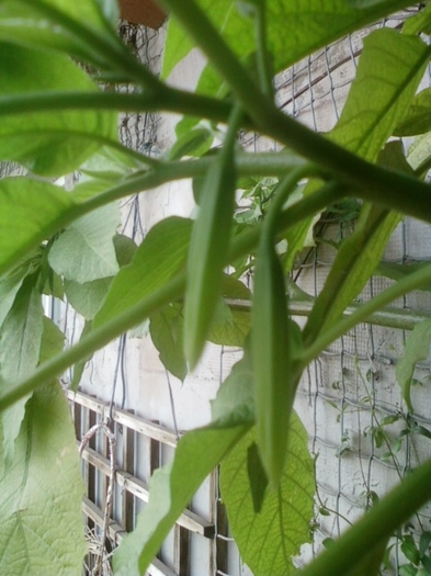 brugmansia galbena-norela :)