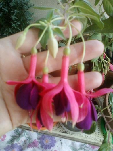 23 august 2012-flori 001
