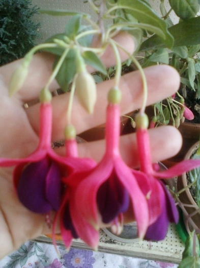 23 august 2012-flori 003