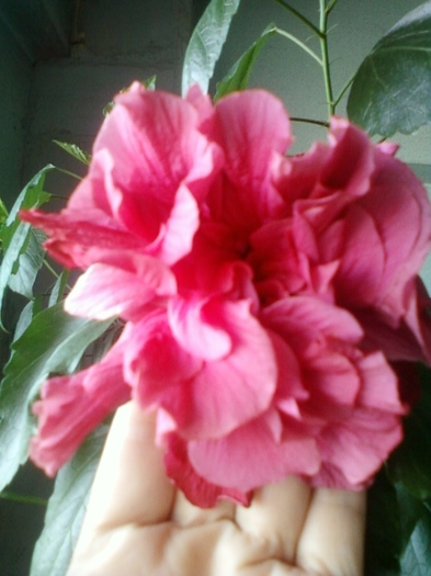 23 august 2012-flori 029 - hibiscus