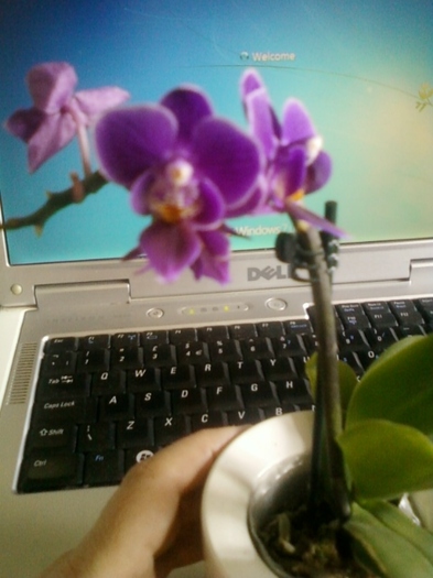 23 august 2012-flori 022 - orhidee phalenopsis
