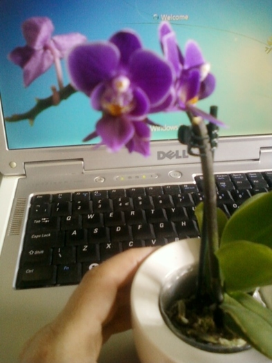 23 august 2012-flori 023 - orhidee phalenopsis