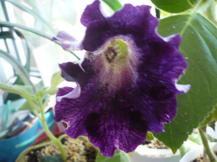 23.08.2012 - zzz-GLOXINIA 2012-iesite din colectie