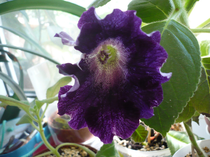 P1170627 - zzz-GLOXINIA 2012-iesite din colectie
